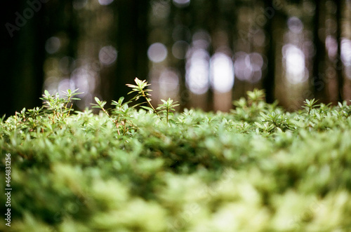 plants and tree in the forest photo