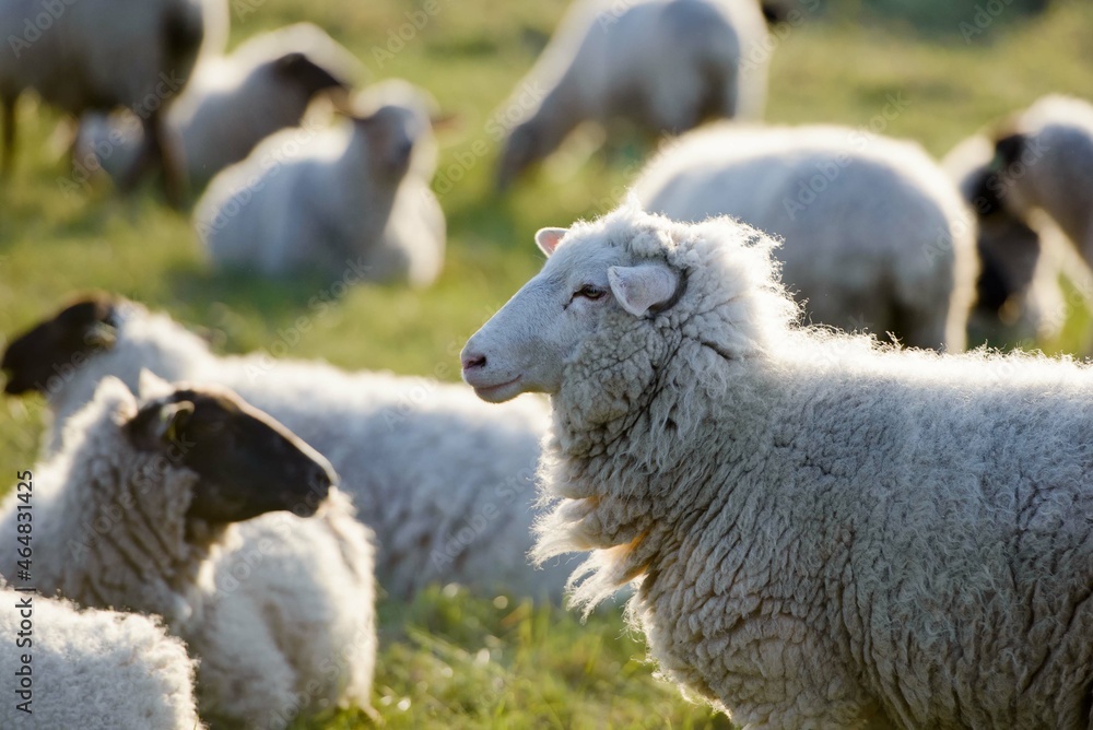 Obraz premium sheep and lambs