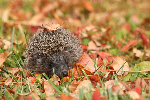 hedgehog in the grass with autumn leaves. place for text