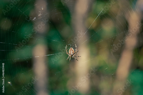 spider in the center of the web on a background of trees. spider on the web. close up of a spider in the center of the web.
