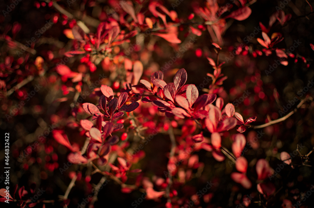 Kolory jerzębiny i berberysa późną jesienią. Krzewy w kolorach winach. - obrazy, fototapety, plakaty 