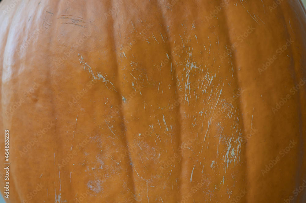 Fototapeta premium close up of pumpkin texture