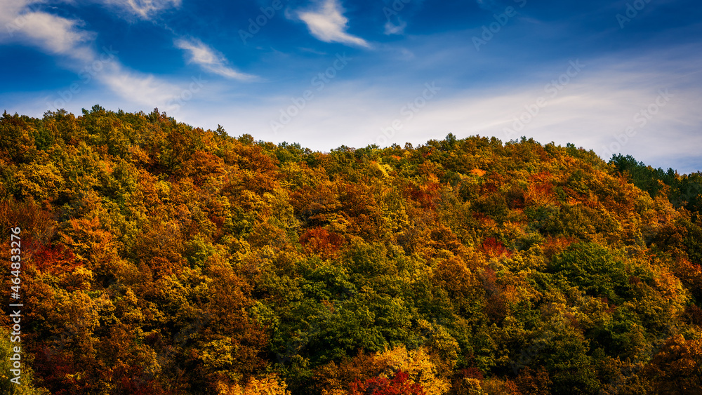 Colorful fall forest landscape