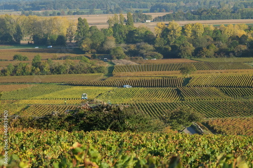 The vineyards at Meursault during autumn. The 19th october 2021, Burgundy region, France.