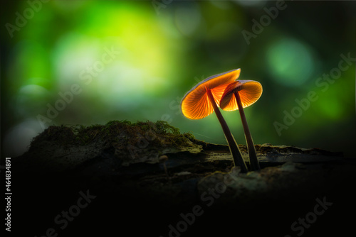 Obraz na plátně mushroom in the forest