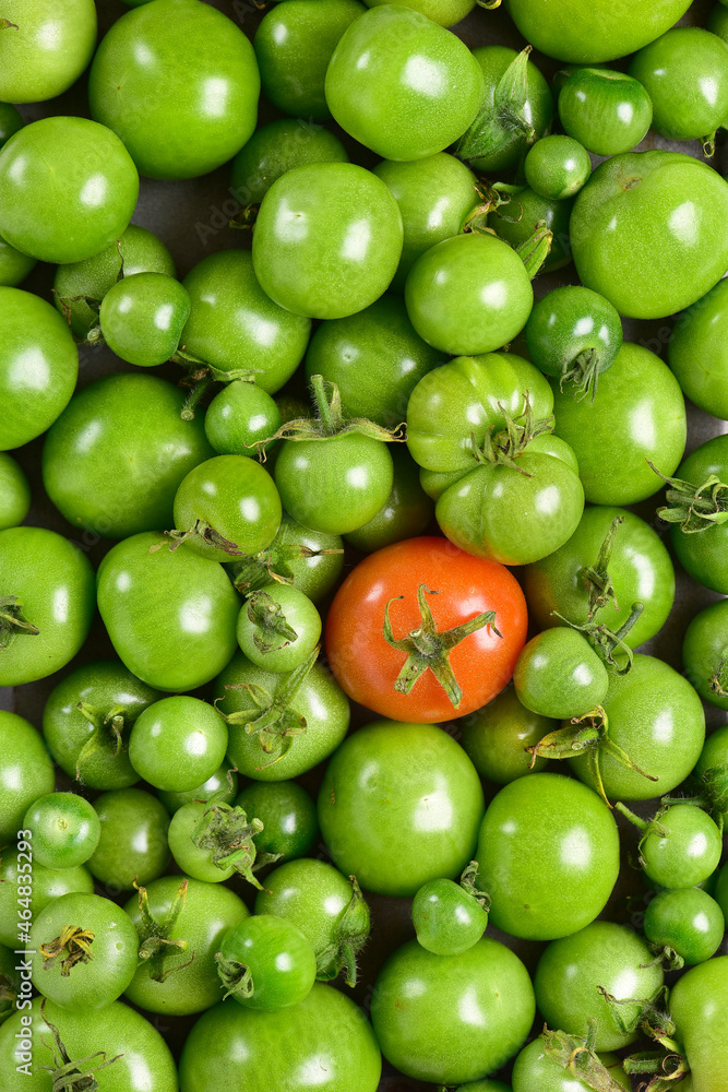 Green tomatoes of different sizes, in the center a red tomato. Green tomatoes of different sizes, in the center a red tomato.