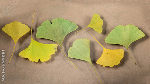 Flat lay background of yellow and green ginkgo biloba leaves photo