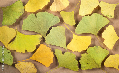 Flat lay background of yellow and green ginkgo biloba leaves photo