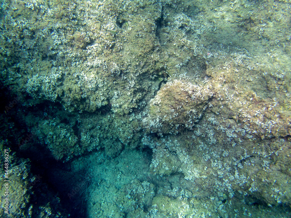 Fototapeta premium Fondale marino Capo Milazzo 1155