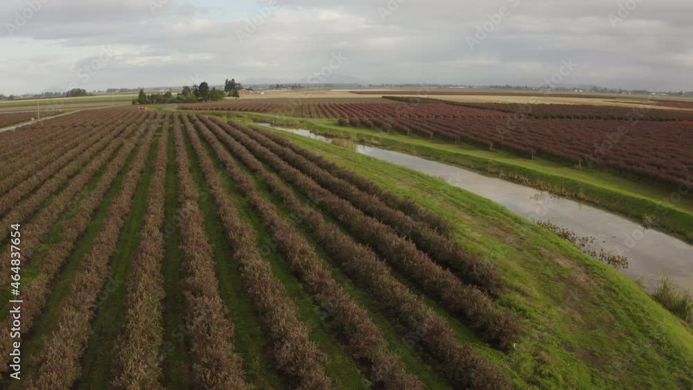 Blueberry Fields of the Skagit Valley, Washington. The blueberry bushes are taking on their red autumnal color in this aerial view of the Skagit Valley, Washington. Blueberry Fields of the Skagit Valley, Washington. The blueberry bushes are taking on their red autumnal color in this aerial view of the Skagit Valley, Washington.