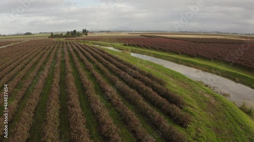 Blueberry Fields of the Skagit Valley, Washington. The blueberry bushes are taking on their red autumnal color in this aerial view of the Skagit Valley, Washington.