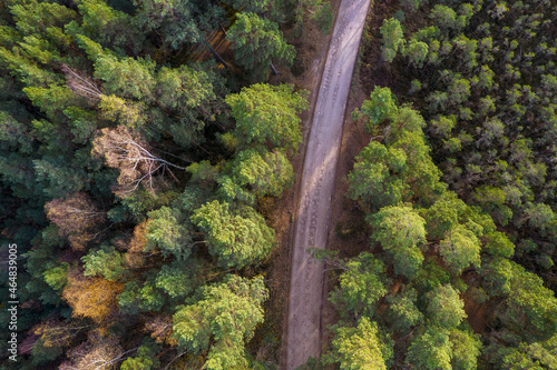 Aerial view from drone of rural road leading through autumn forests and groves in yellow green colors. Dense forest in golden time and empty highway in fall season. Roadway among colorful treetops