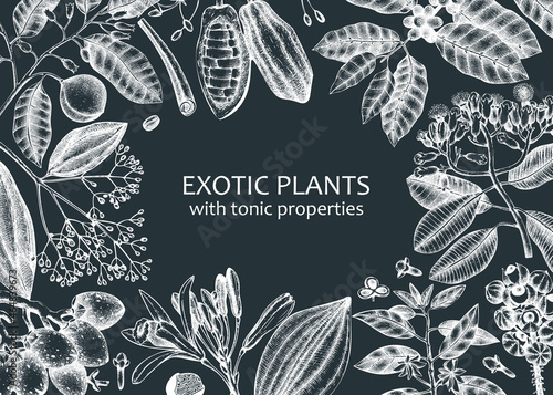 Exotic plants background with  hand- sketched contour lines on chalkboard. Realistic vector illustration in vintage style. Horizontal banner with adaptogenic, medicinal, tonic, and spice plants.