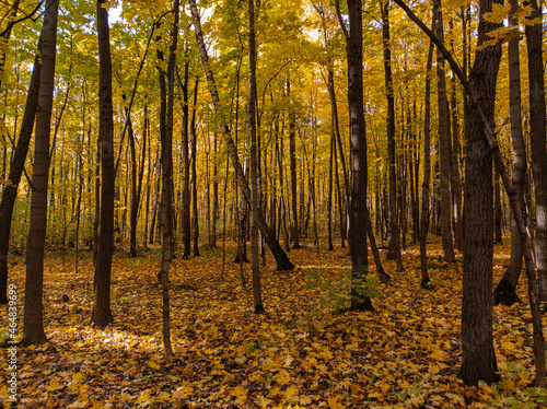 Colors of autumn in the wood