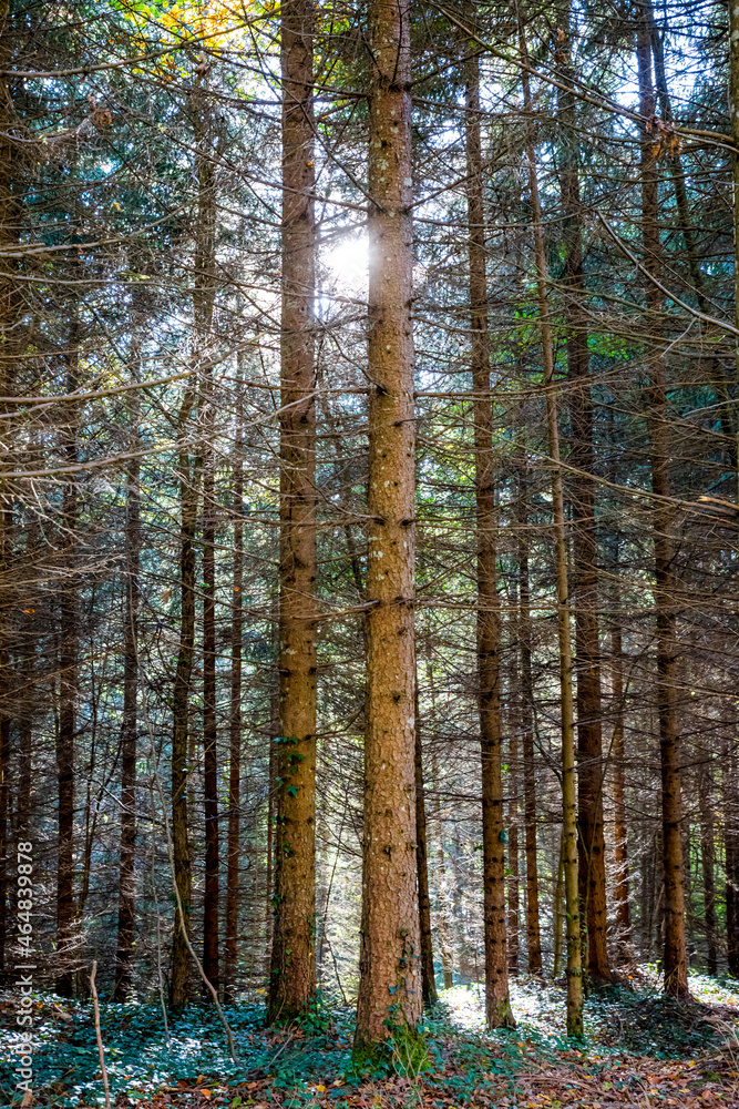 Obraz premium Dans une forêt de conifères du Bugey