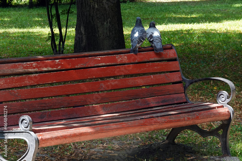 Bench in a summer park
