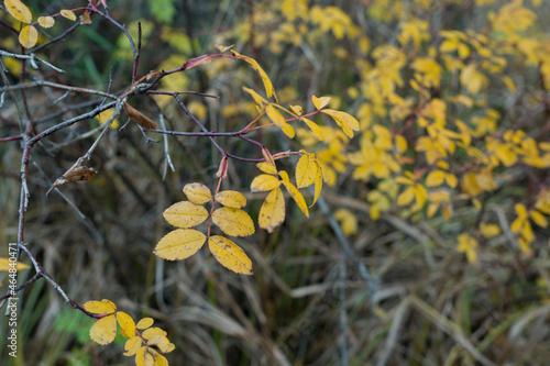 autumn leaves in the forest