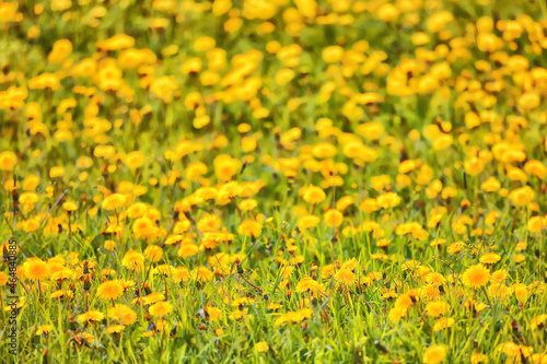 yellow dandelion field background, abstract panorama yellow flower blooming dandelions