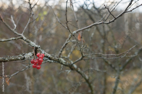 red berries on a branch