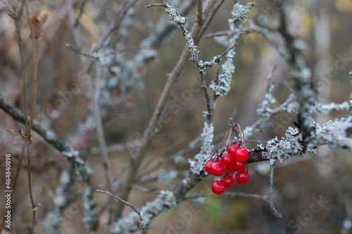 red berries on a branch in the moss