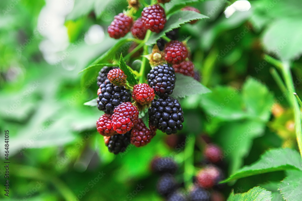 Blackberries grow in the garden. Selective focus. Blackberries grow in the garden. Selective focus.