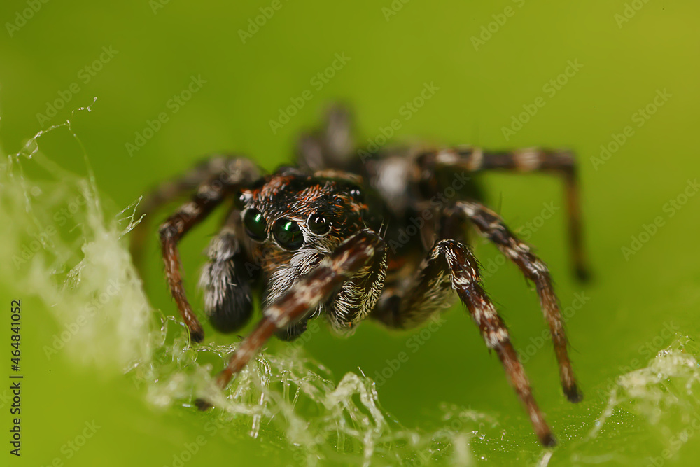 spider jumper macro, arachnophobia, beautiful jumping spider, poisonous spider spider jumper macro, arachnophobia, beautiful jumping spider, poisonous spider