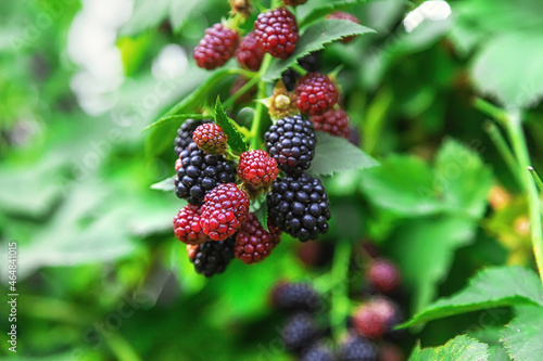 Blackberries grow in the garden. Selective focus.