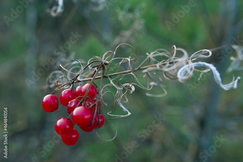 red berries on a branch