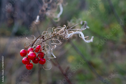 berries on a branch