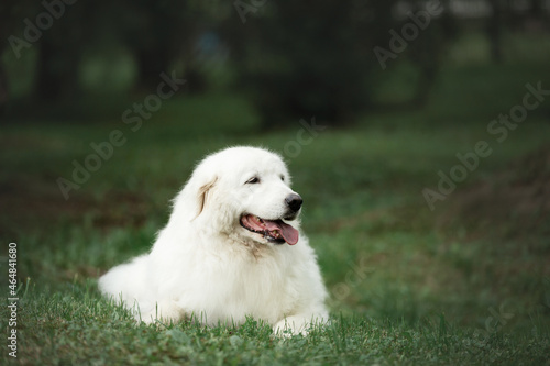Gorgeous maremma sheepdog. Big white fluffy dog breed maremmano abruzzese shepherd lying in the grass