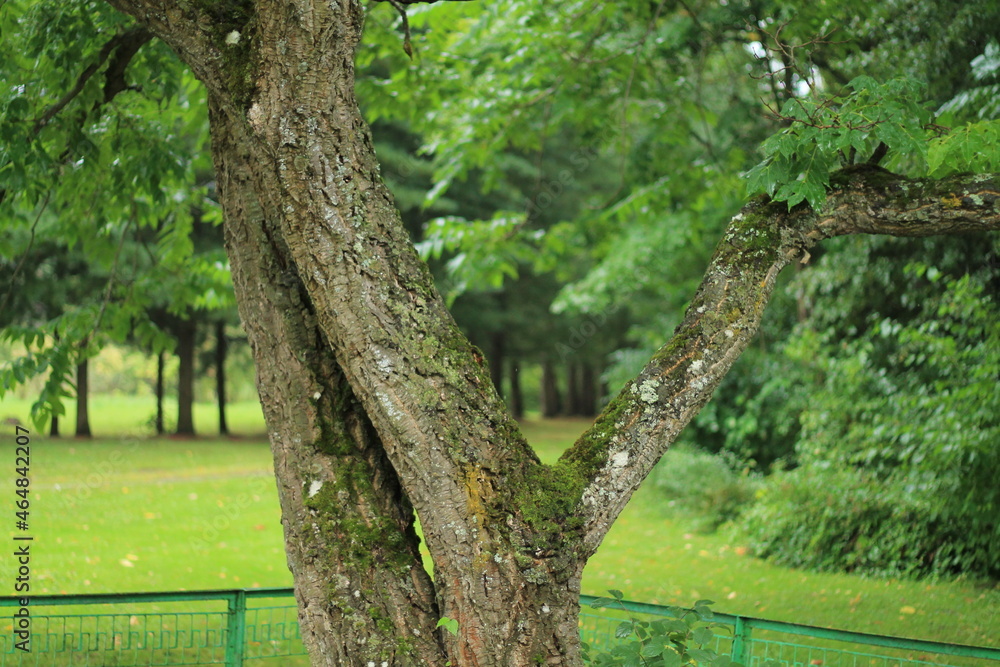 Fototapeta premium trees in the park