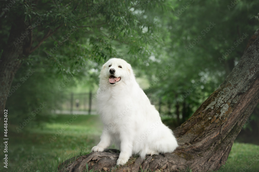 Beautiful maremma sheepdog. Big white fluffy dog breed maremmano abruzzese shepherd sitting on the tree in summer