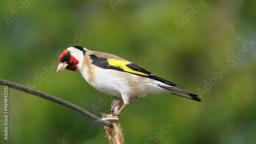 Goldfinch on a gate in wooda in the UK