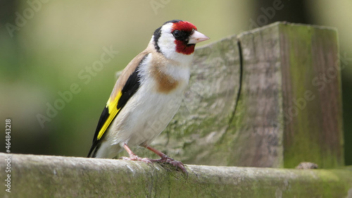 Goldfinch on a gate in wooda in the UK © peter