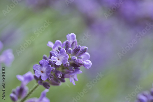 Close up of a purple flower of a lavender plant  Lavandula angustifolia  in summer with selective focus and copy space. Garden concept