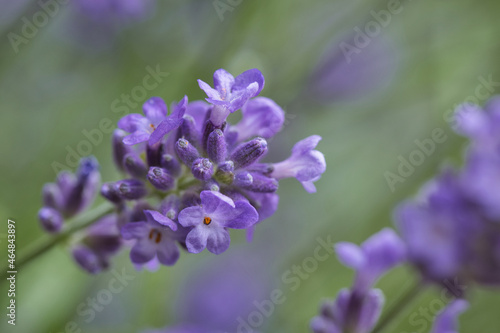 Close up of a purple flower of a lavender plant  Lavandula angustifolia  in summer with selective focus and copy space. Garden concept.