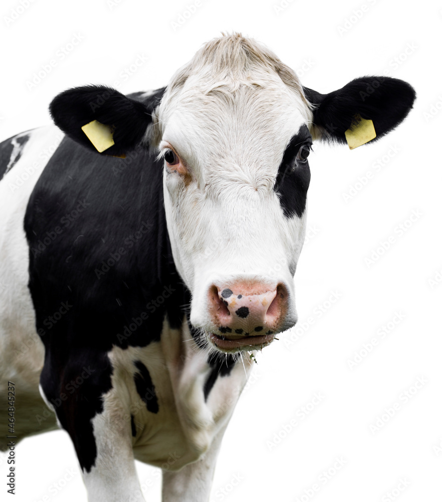 cow on a white