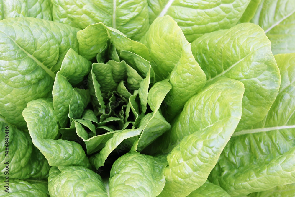 Lettuce bush with juicy ripe lettuce among large lettuce leaves and small lettuce leaves Lettuce bush with juicy ripe lettuce among large lettuce leaves and small lettuce leaves