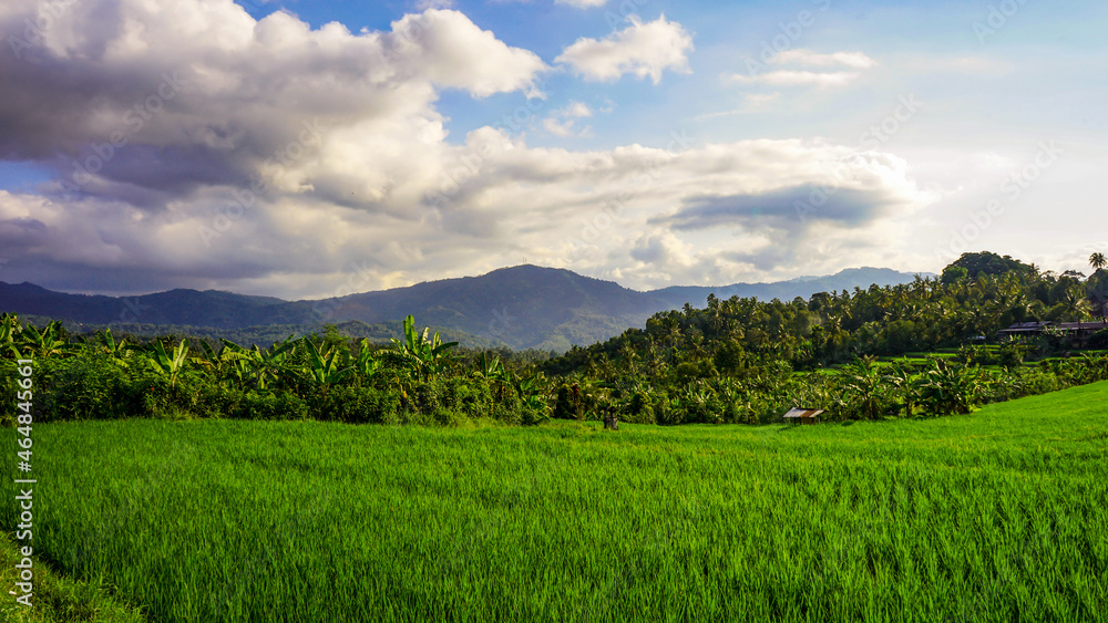 Obraz premium landscape with green grass and blue sky
