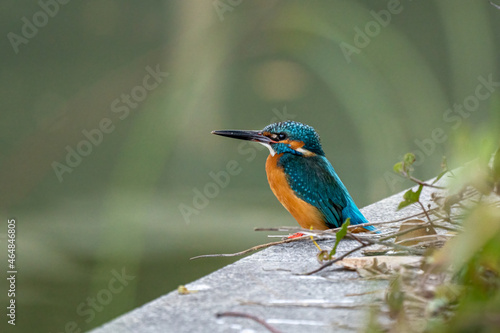 Close-up of a blue kingfisher sitting on a stoneduring spring time on sunny day