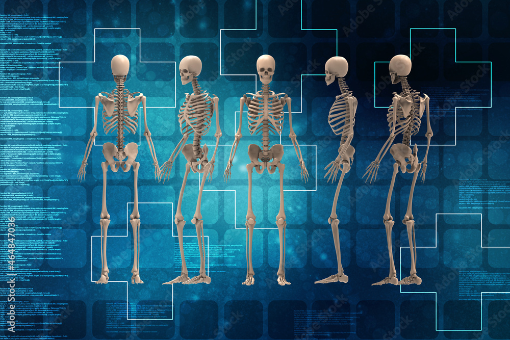 3d renderings of human skeleton Stock Illustration | Adobe Stock