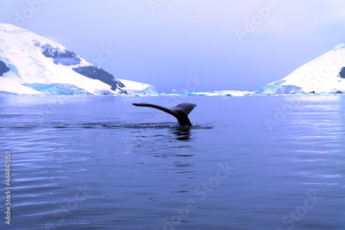 Diving Humpback Whale photo