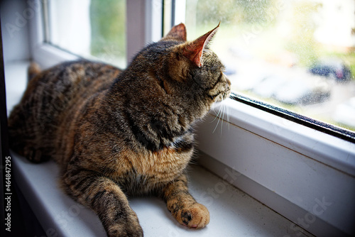 The tabby cat lies on the windowsill and looks carefully out the window.