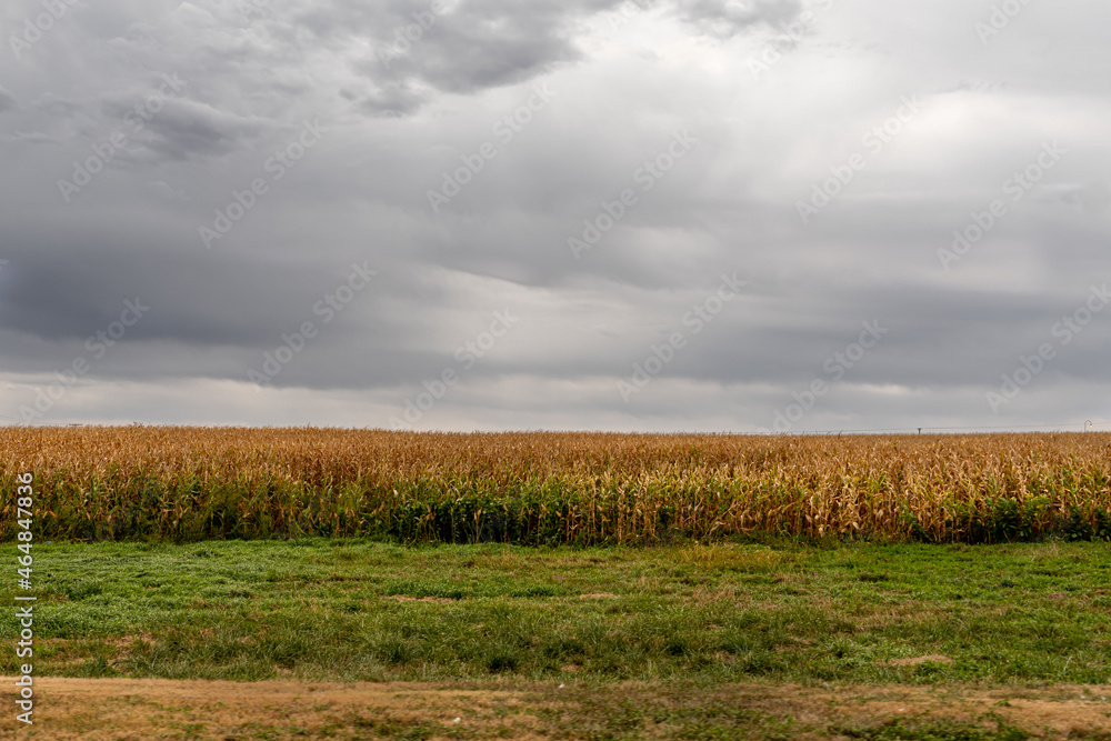Obraz premium Corn field in Nebraska used for food or energy production.