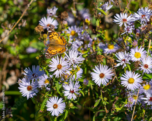 Large butterfly perched on colorful wild daisies.