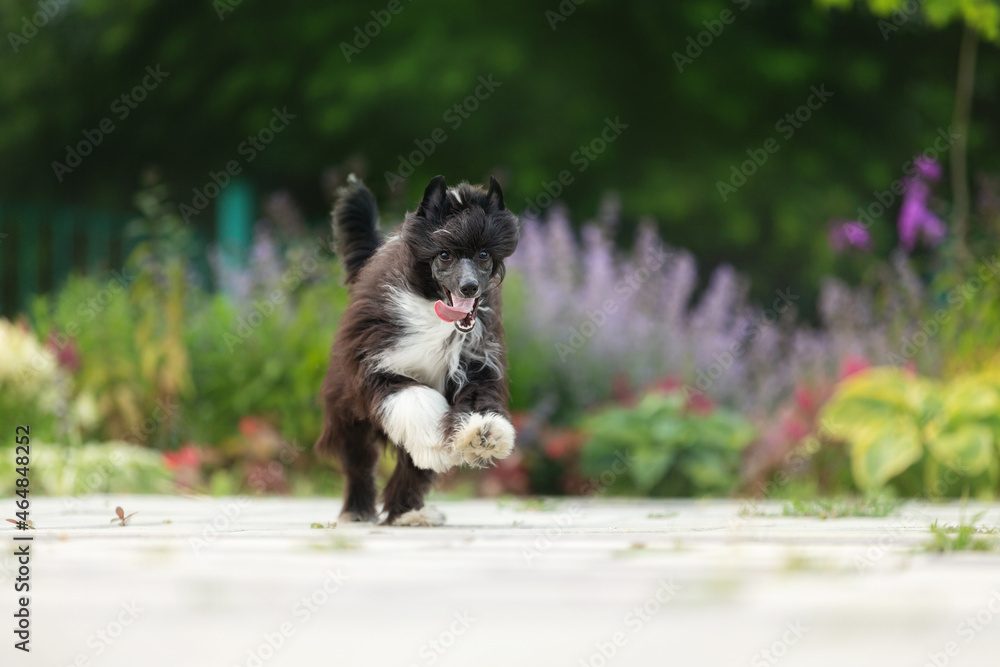 Portrait of chinese crested powderpuff dog running in the flowers garden in summer Portrait of chinese crested powderpuff dog running in the flowers garden in summer