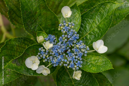 Hydrangea macrophylla, llamada popularmente hortensia, es una especie del género Hydrangea originaria de Japón y ampliamente cultivada en Europa. photo