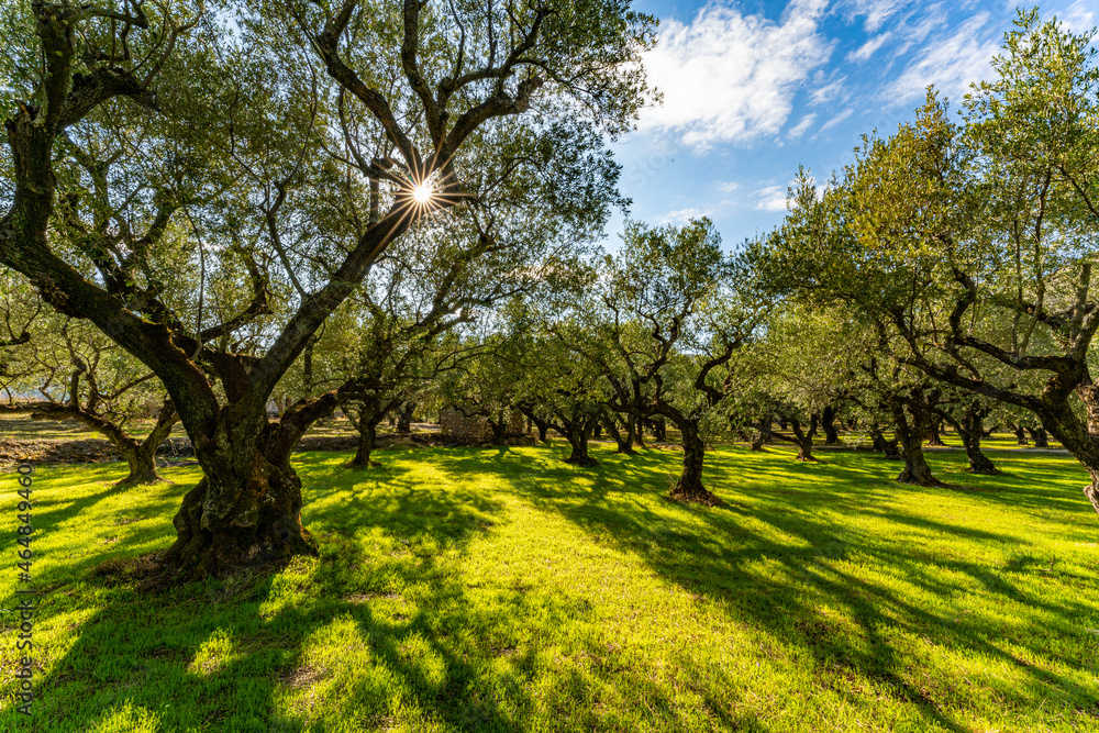 Koroneiki Olivenbäume auf grüner Wiese
