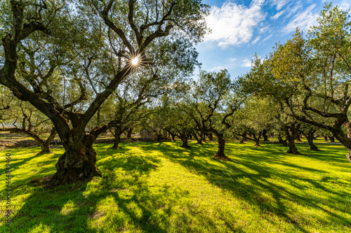 Koroneiki Olivenbäume auf grüner Wiese
