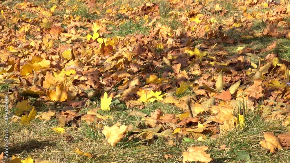 A gusty wind overturns dry fallen yellow leaves on the grass in the garden. Wind blows on autumn fallen leaves on the ground in the garden, background A gusty wind overturns dry fallen yellow leaves on the grass in the garden. Wind blows on autumn fallen leaves on the ground in the garden, background